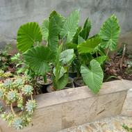 گلهای مناسب فضا باز