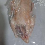 اردک محلی ارگانیک