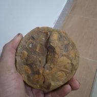 سنگ فسیل کلکسیونی