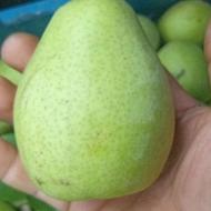 فروش مقداری گلابی مصری (مشو)