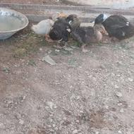 5 تا اردک و یک اردک اسراعیلی