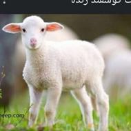 خریدار یک بره هستم