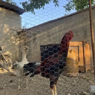 مرغ و خروس لاری روزگاری