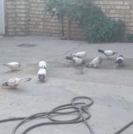 کفتر کله دار دم سبز