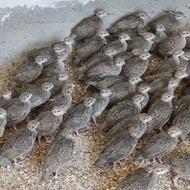 بلدرچین کوهی یکماهه