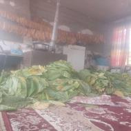 فروش برگه توتون