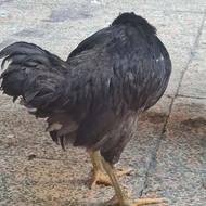 نیمچه خروس 2ماه