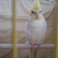 دوتا عروس هلندی