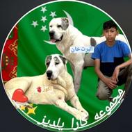 سگ ادمگیر سفت کسی داشت