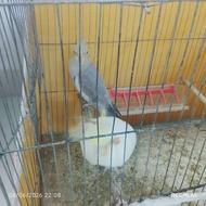 یک جفت طوطی عروس هلندی
