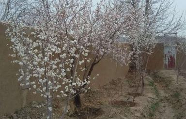 خانه باغ باهمه امکانات سندتکبرگ
