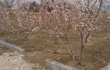 خانه باغ سندتکبرگ آب برق گاز تیران