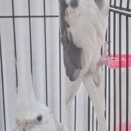 جفت عروس نر و ماده