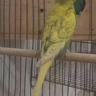 مرغ عشق جفت تخم گزار