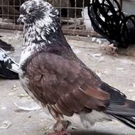تعدادی کبوتر کاکلی سروکله دار اخمو