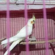 عروس،هلندی،پرسرصدا