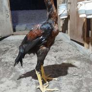 جوجه لاری دانگ بالا