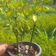 شمشاد سبز سطل 3