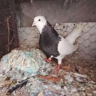 این کبوتر طوقی رو گم کردم کسی اگه گرفته بی‌زحمت تماس بگیره