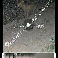 واگذاری سگ