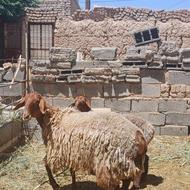 یک راس میش دودندون با بره ماده
