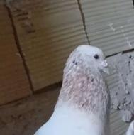 یک جفت کله هما