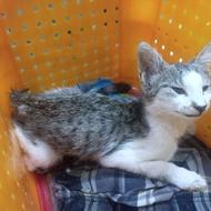 بچه گربه dsh ناز نیاز به درمان داره
