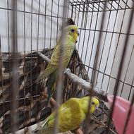 جوجه مرغ عشق
