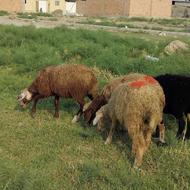 بره گوسفند پرواربندی 4 ماهه