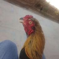 خروس لاری. هفت ماهه