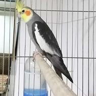 عروس هلندی نر