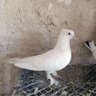 فروش 4عددکبوتر کاکلی