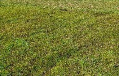 فروش زمین 1000 متری با دسترسی آسان به مرکز رشت