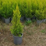 لاوسون 1متری حداقل فروش 100تا 200 عدد دانه ای 220هزار تومن