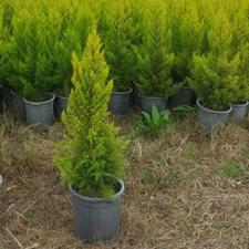 لاوسون 1متری حداقل فروش 100تا 200 عدد دانه ای 220هزار تومن