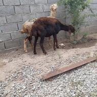 گوسفند افشار