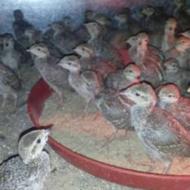 کبک یک‌ماهه