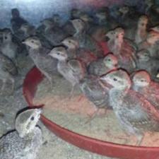 کبک یک‌ماهه