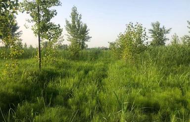 اجاره باغ 2250 متری