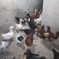 خروس و اردک