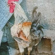 خروس گلین طوسی تاج اره ای
