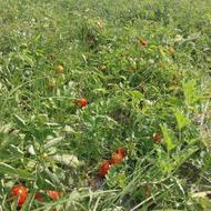 گوجه خوب تروتمیز کیلویی 30