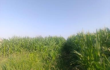 ذرت علوفه‌ای