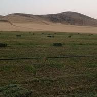140 پرس یونجه خالص