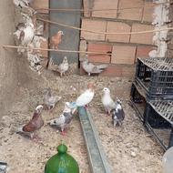 کفتر کبوتر 15 عدد