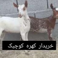 خریدار کهره کوچیک