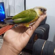 طوطی گیرنچیک