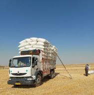 کاه گندم دیم کردستان