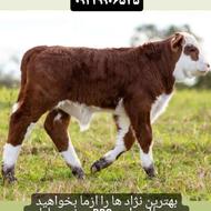 تلقیح مصنوعی گاو و گاومیش
