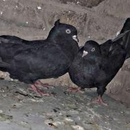 کبوتر صربستانی